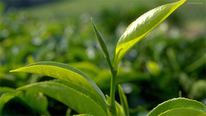 Thé - Camélia sinensis Thé - Camélia sinensis