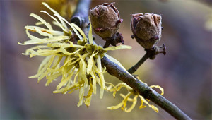 Hamamélis - Hamamélis virginiana Hamamélis - Hamamélis virginiana