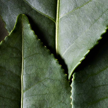 Thé noir - Camellia sinensis