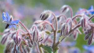 Bourrache - Borago officinalis Bourrache - Borago officinalis