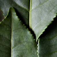 Aperçu: Thé noir - Camellia sinensis Aperçu: Thé noir - Camellia sinensis