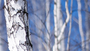Bouleau - Betula pendula