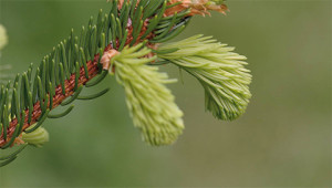 Épinette de Norvège - Picea abies