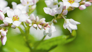 Sarrasin - Polygonum fagopyrum Sarrasin - Polygonum fagopyrum