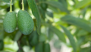Avocat - Persea gratissima Avocat - Persea gratissima