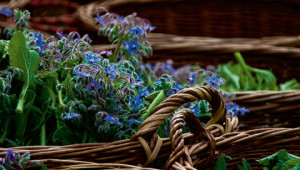 Dr. Hauschka Dictionnaire des plantes médicinales